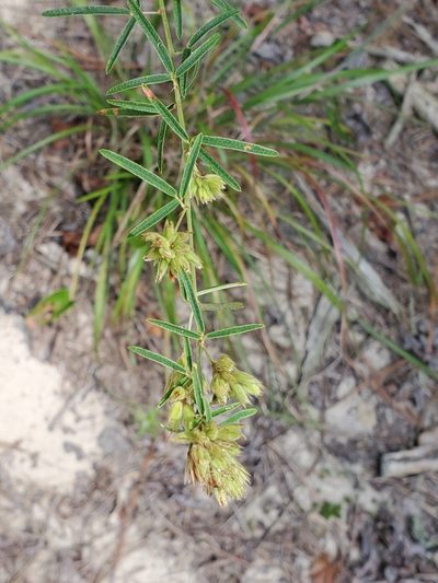 Lespedeza angustifolia, photographed by Tom Field