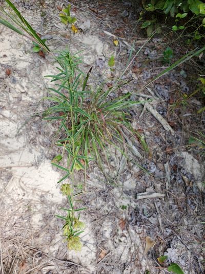 Lespedeza angustifolia, photographed by Tom Field