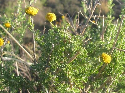 Pentzia spinescens, photographed by douglaseustonbrown