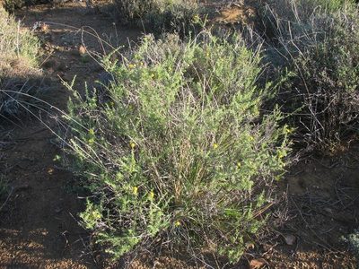 Pentzia spinescens, photographed by douglaseustonbrown