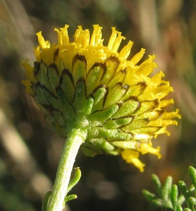 Pentzia spinescens, photographed by douglaseustonbrown