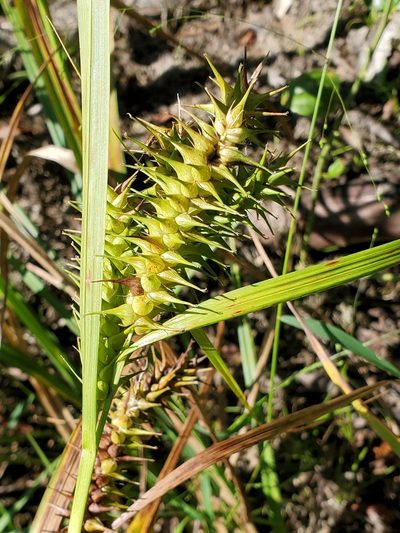 Carex gigantea, photographed by Tom Field