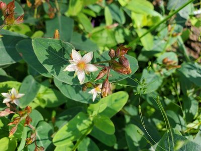 Hypericum virginicum, photographed by Tom Field