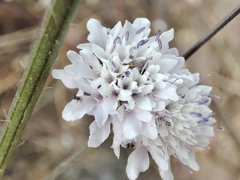 Cephalaria transsylvanica, photographed by xulescu_g