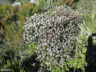 Staavia glutinosa, photographed by Chris Vynbos