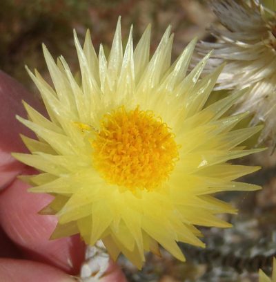 Syncarpha ferruginea, photographed by Nicola van Berkel