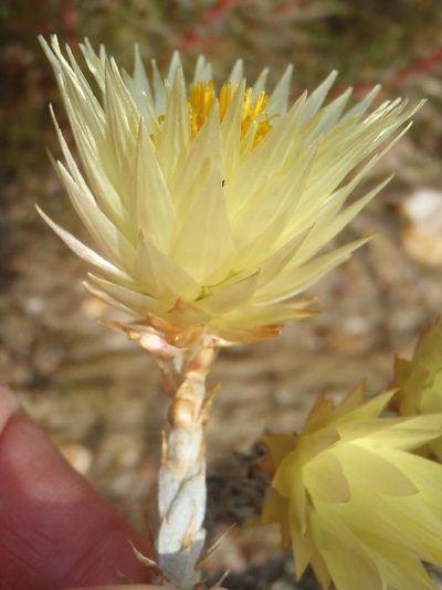 Syncarpha ferruginea, photographed by Nicola van Berkel