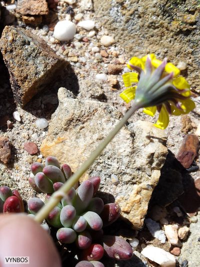 Crassothonna capensis, photographed by Chris Vynbos