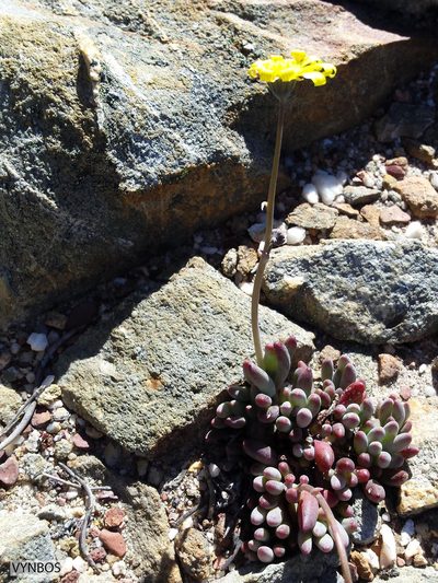 Crassothonna capensis, photographed by Chris Vynbos