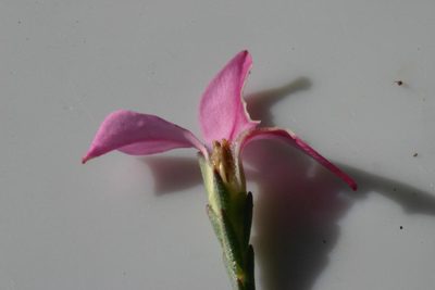 Acmadenia nivenii, photographed by jillblignaut