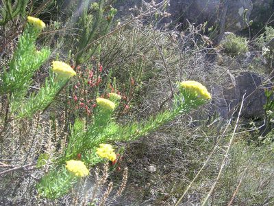 Hymenolepis incisa, photographed by jillblignaut