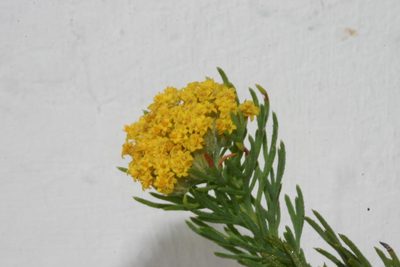 Hymenolepis incisa, photographed by jillblignaut