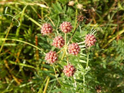 Oenanthe lachenalii, photographed by pete_gateley