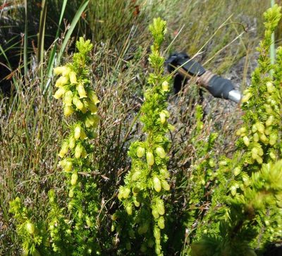 Erica blandfordii, photographed by linkie