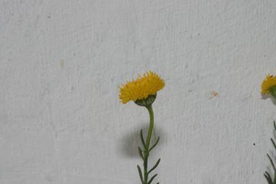 Chrysocoma valida, photographed by jillblignaut