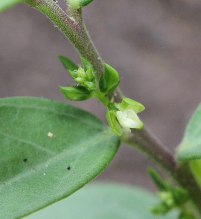 Polygala chinensis, photographed by Agnes Trekker