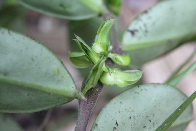 Polygala chinensis, photographed by Agnes Trekker