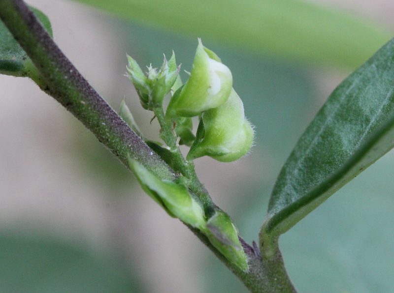 Polygala chinensis, photographed by Agnes Trekker