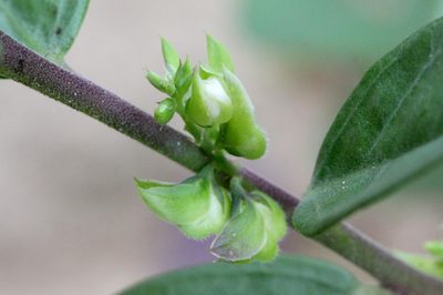 Polygala chinensis, photographed by Agnes Trekker