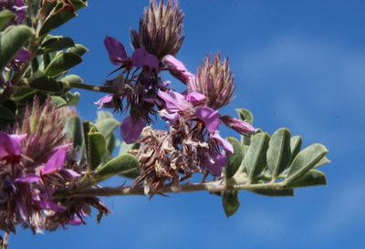 Indigofera superba, photographed by Tony Rebelo