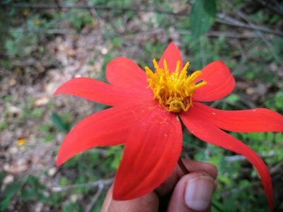 Dahlia coccinea, photographed by Eugenio Padilla