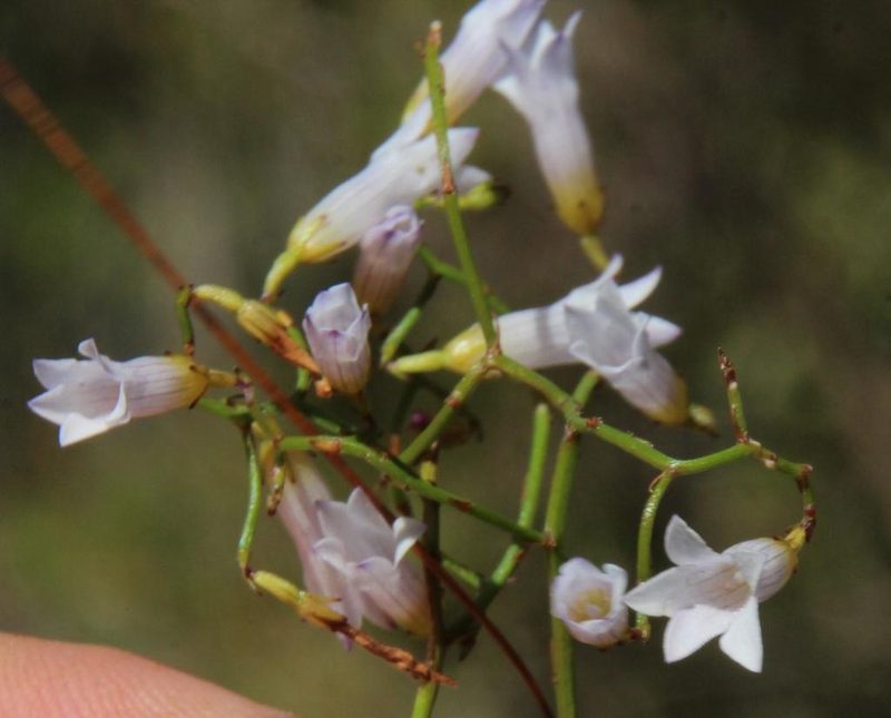 Siphocodon debilis, photographed by Tony Rebelo
