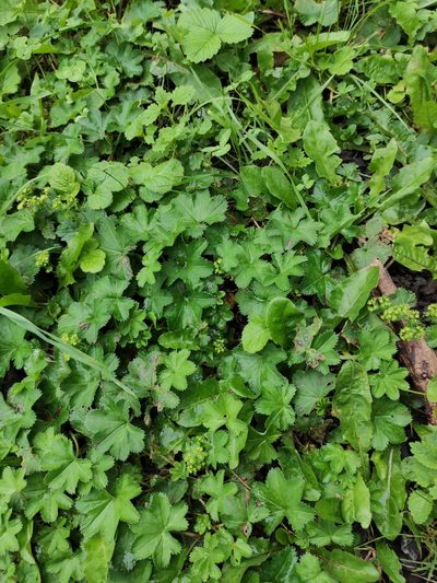 Alchemilla subcrenata, photographed by Марина Давлетшина