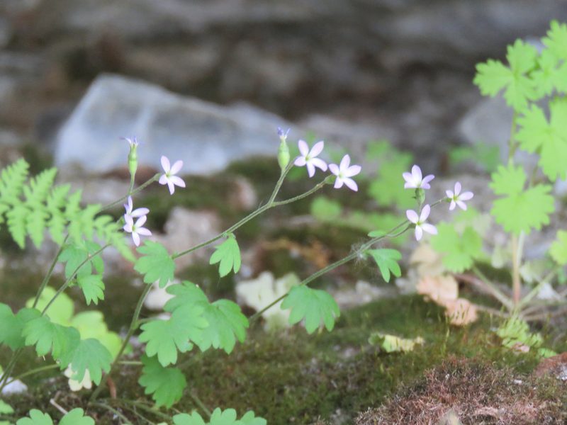Suksdorfia violacea, photographed by Erin Springinotic