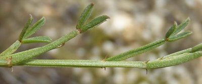 Indigofera complicata, photographed by Nicola van Berkel