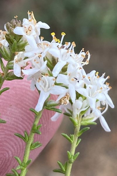 Selago gracilis, photographed by Dave U