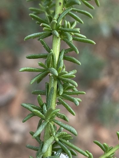 Selago gracilis, photographed by Dave U