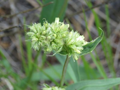 Penstemon confertus, photographed by Erin Springinotic