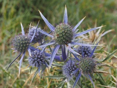 Eryngium amethystinum, photographed by Mario Bassini