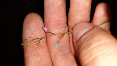 Desmodium ciliare, photographed by Lindsey G.