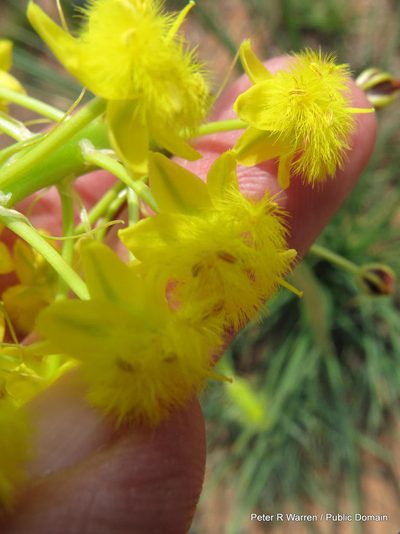 Bulbine angustifolia, photographed by Peter Warren