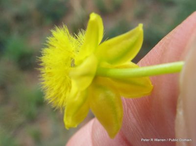 Bulbine angustifolia, photographed by Peter Warren