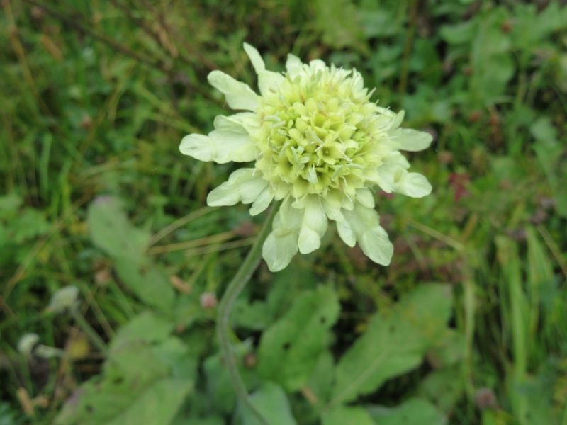 Cephalaria gigantea, photographed by Марина