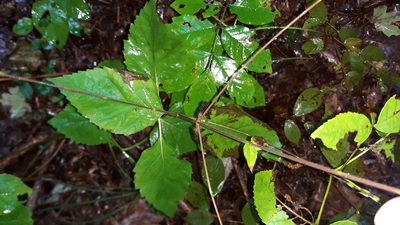 Phryma leptostachya, photographed by Lindsey G.