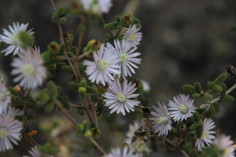 Drosanthemum albiflorum, photographed by Tony Rebelo