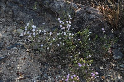 Drosanthemum albiflorum, photographed by Tony Rebelo