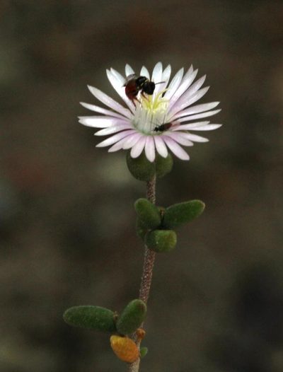 Drosanthemum albiflorum, photographed by Tony Rebelo