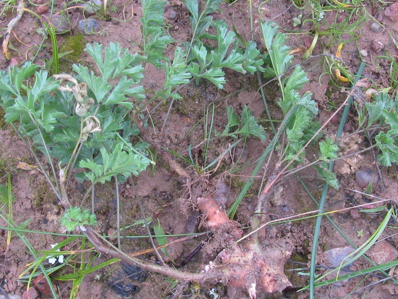 Pelargonium pachypodium, photographed by douglaseustonbrown