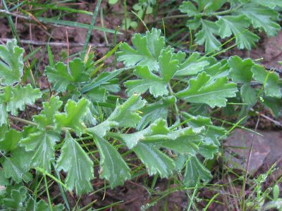 Pelargonium pachypodium, photographed by douglaseustonbrown