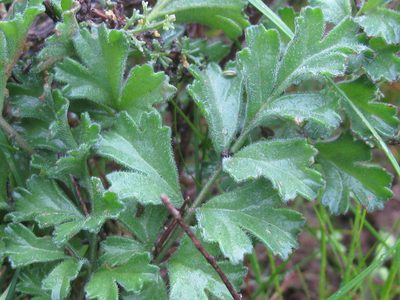 Pelargonium pachypodium, photographed by douglaseustonbrown