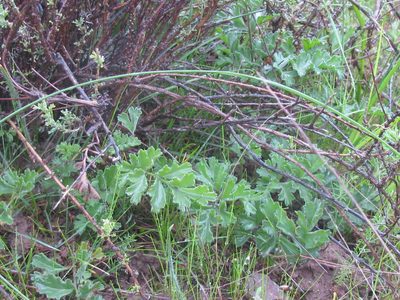Pelargonium pachypodium, photographed by douglaseustonbrown