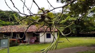 Tillandsia caput-medusae, photographed by Eduardo A. Bolaños Vargas