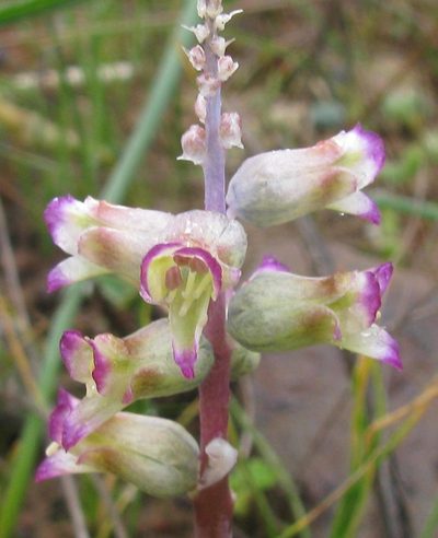 Lachenalia obscura, photographed by douglaseustonbrown