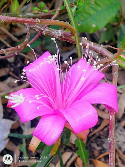 Disocactus nelsonii, photographed by elmirlopez