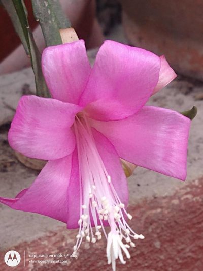 Disocactus nelsonii, photographed by elmirlopez