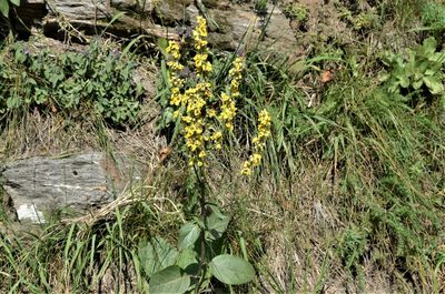 Verbascum nigrum, photographed by E. A.